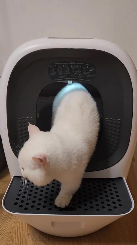 고양이와 함께하는 일상